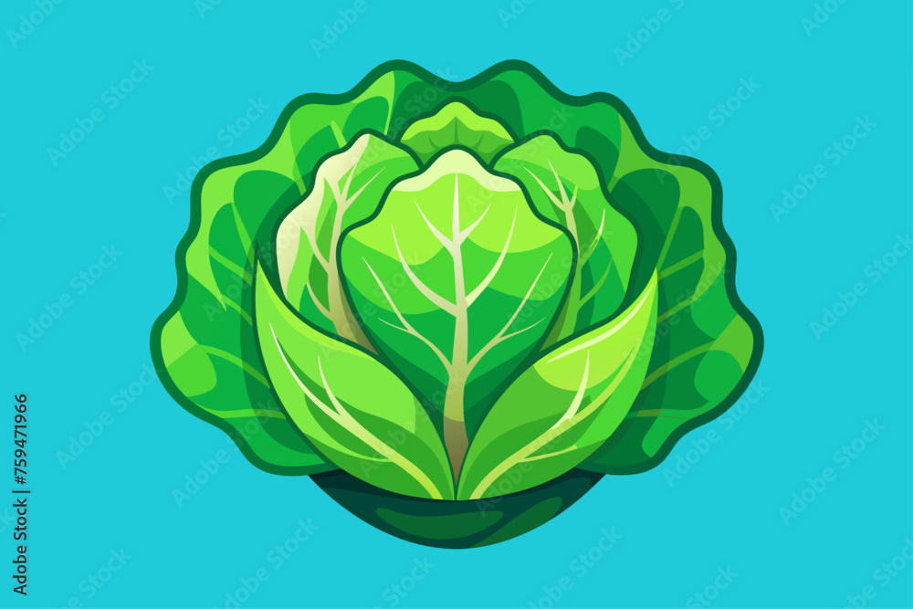 lettuce vegetable background lettuce vegetable background