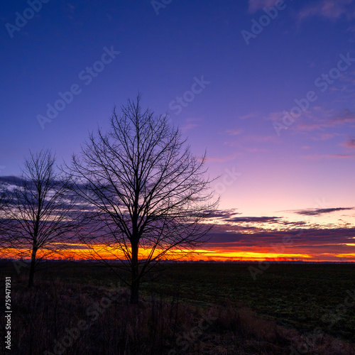 zwei Bäume, im Hintergrund Morgenrot