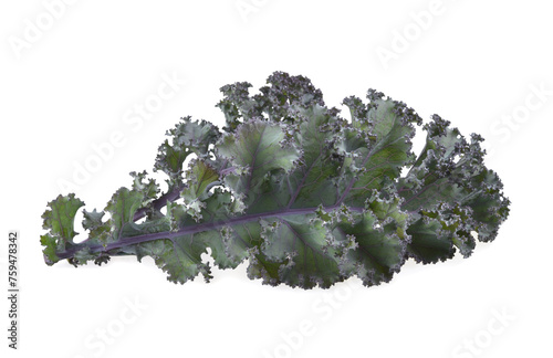 Fresh Kale leaf for salad vegetable isolated on white background