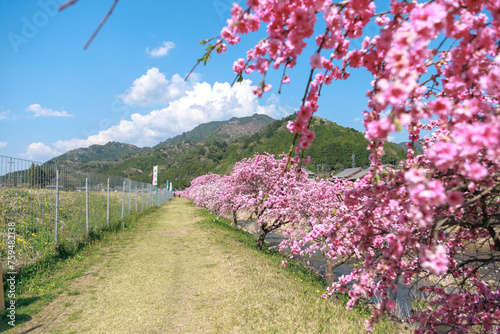 愛知県新城市　しだれ花桃の里