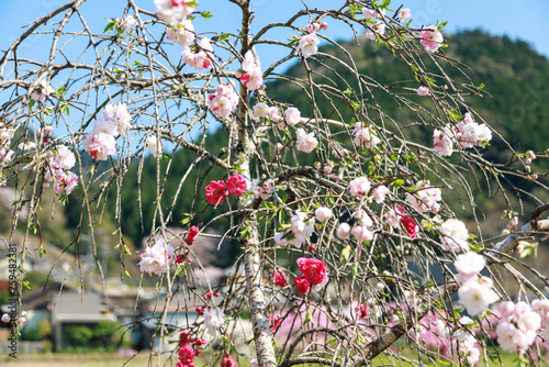 愛知県新城市　しだれ花桃の里