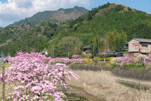 愛知県新城市　しだれ花桃の里