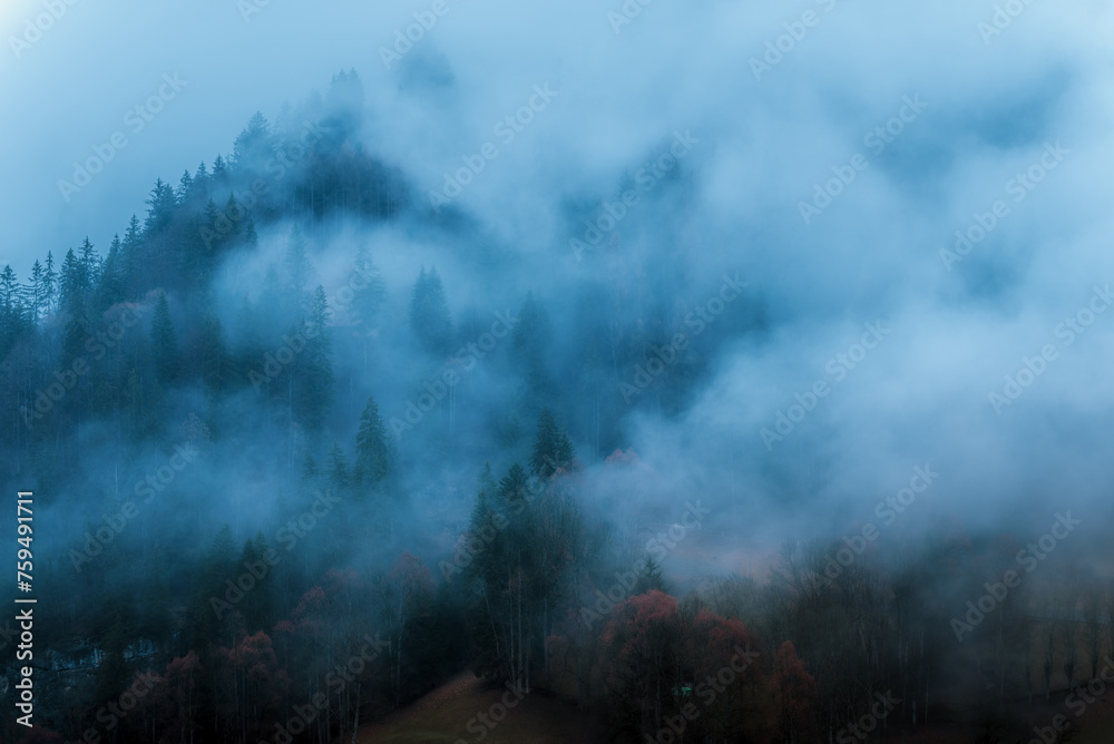 morning in the forest with fog in Lauterbrunnen 