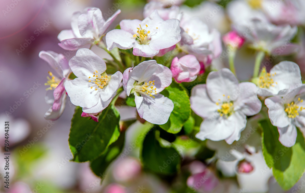 appletree blossom branch in the garden in spring
