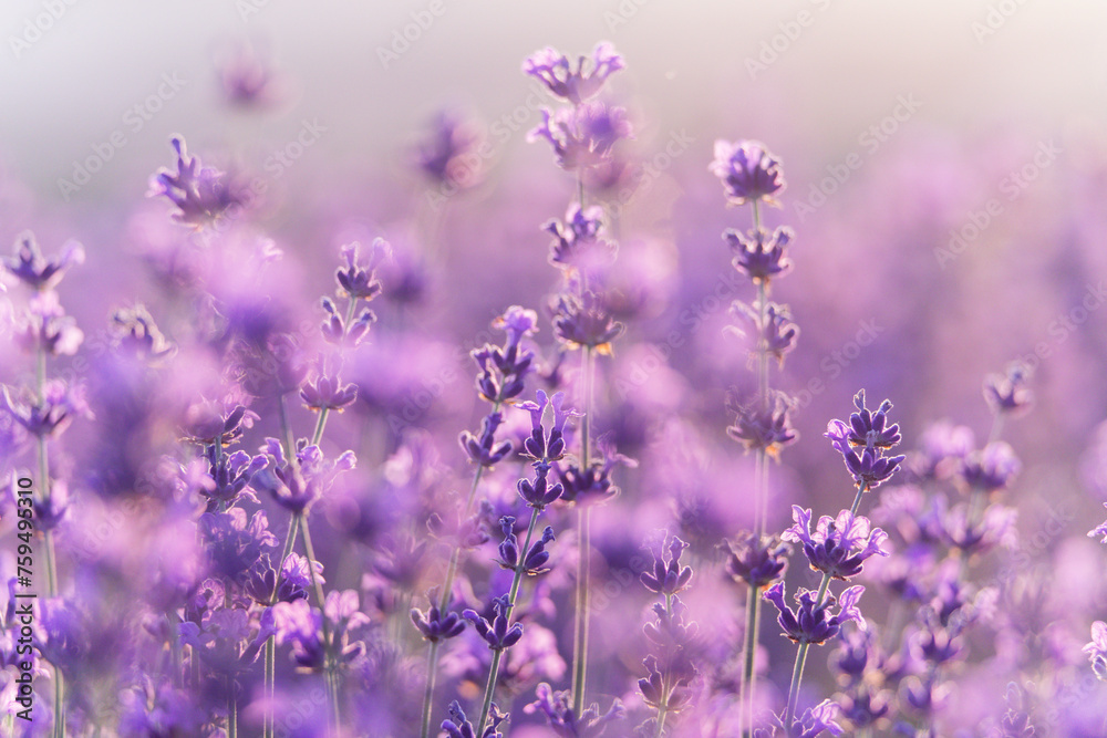 Naklejka premium Lavender flower background. Violet lavender field sanset close up. Lavender flowers in pastel colors at blur background. Nature background with lavender in the field.