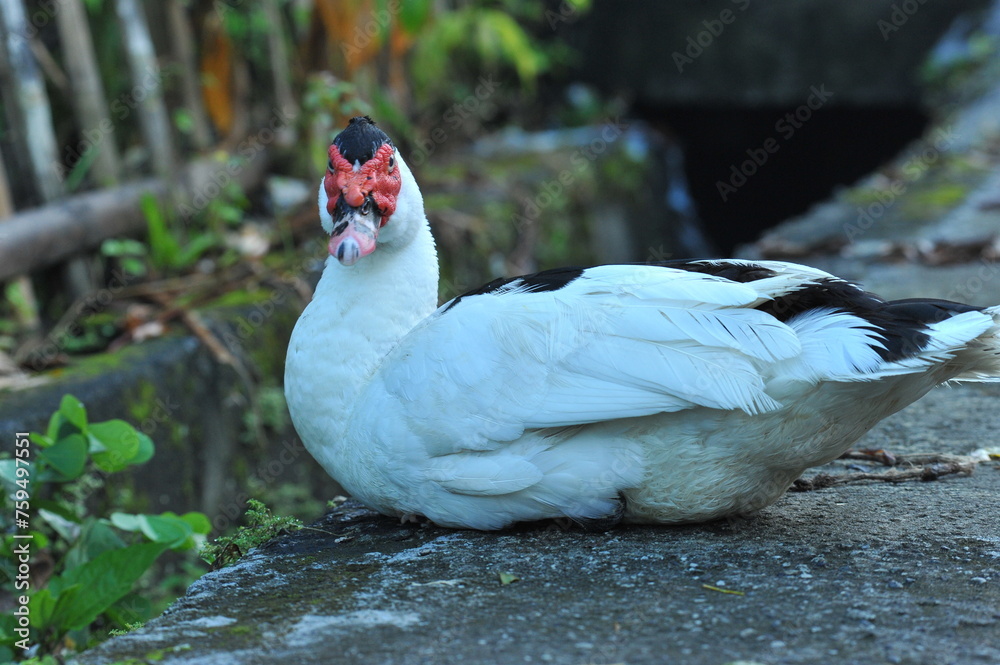 Muscovy duck white and black stain body close up view Muscovy duck white and black stain body close up view