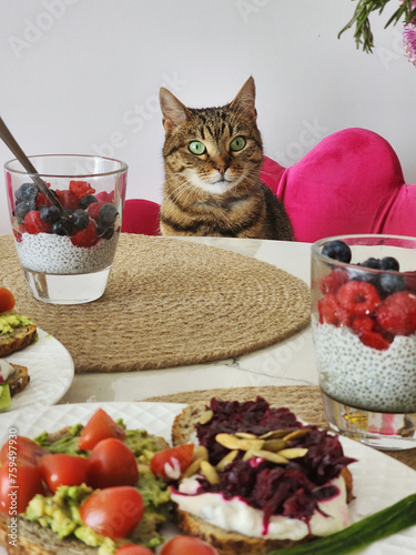 cat staring at human breakfast photo