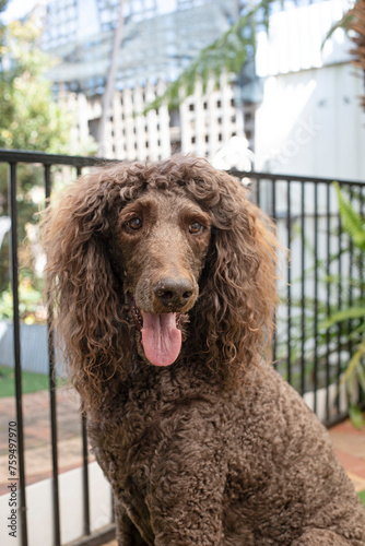 Older standard poodle with shaggey hair photo