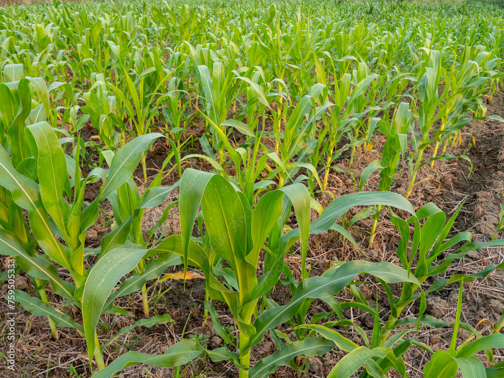 Obraz premium The Corn is Growing