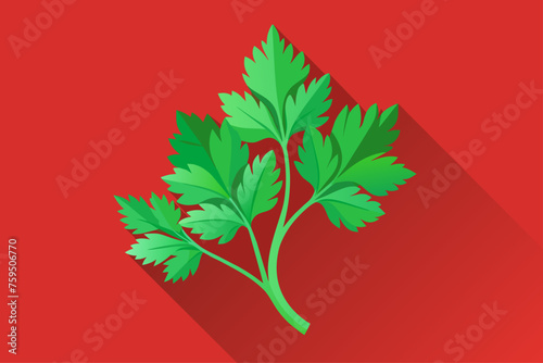 cilantro vegetable background