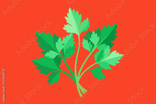 cilantro vegetable background