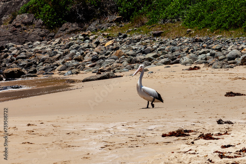 Australian pelican (Pelecanus conspicillatus) at Seal Rocks Beach, Myall Lakes National Park, Australia photo