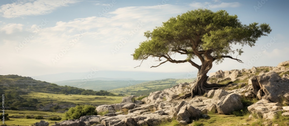 A tree stands tall on a rocky hillside under a clear blue sky, overlooking a vast grassland landscape with water nearby A tree stands tall on a rocky hillside under a clear blue sky, overlooking a vast grassland landscape with water nearby