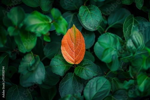 A different colored leaf among green foliage, symbolizing change and the willingness to stand out in leadership photo