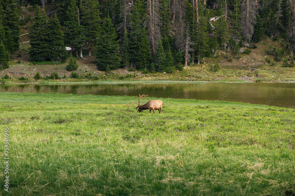 Deer grazing in Poudre Lake in Rocky Mountain National Park, Colorado Deer grazing in Poudre Lake in Rocky Mountain National Park, Colorado
