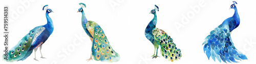 Set of four elegant watercolor peacock illustrations in different poses, ideal for backgrounds, art, and creative design projects photo