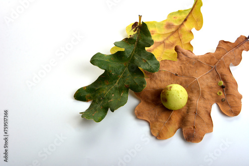 Oak apples on an oak tree. Parasite on plant.