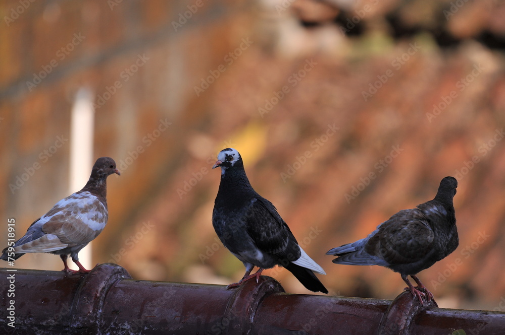 Pigeon birds multi colored in row close up view Pigeon birds multi colored in row close up view