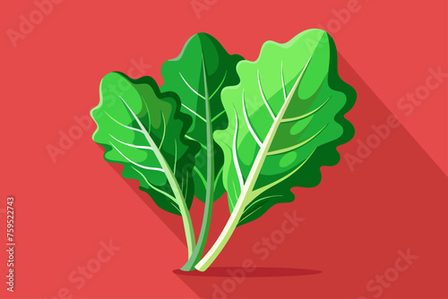 arugula vegetable background