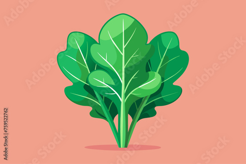 arugula vegetable background