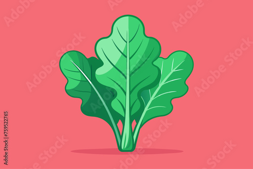 arugula vegetable background