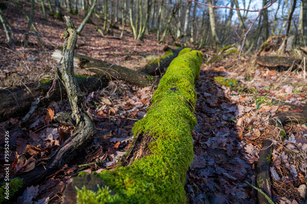 Fototapeta premium Old fallen tree trunk covered with green moss in autumn forest.