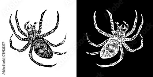Illustration vector graphics of spider icon