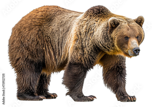 Wallpaper Mural Majestic brown bear standing, cut out - stock png. Torontodigital.ca