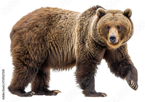 Majestic brown bear standing on transparent background - stock png. © Volodymyr