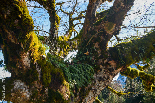 perspective of a moss and fern covered old tree trunk in the Swiss alps with beautiful sunlight