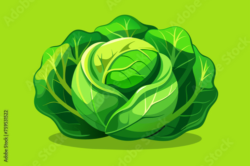 cabbage vegetable background