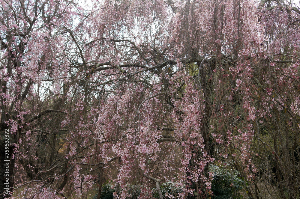 Arbre en fleur Arbre en fleur