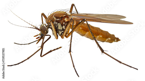 Close-up of a mosquito, cut out - stock png.