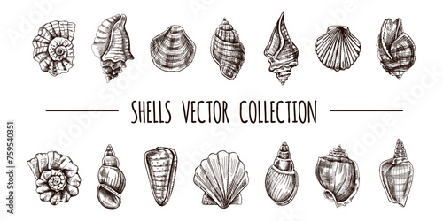Seashells, ammonite, scallop, nautilus mollusc vector set. Hand-drawn sketch illustration. Collection of realistic sketches of various ocean shells isolated on white background.