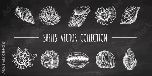 Seashells, ammonite, scallop, nautilus mollusc vector set. Hand-drawn sketch illustration. Collection of realistic sketches of various ocean shells isolated on chalkboard background.