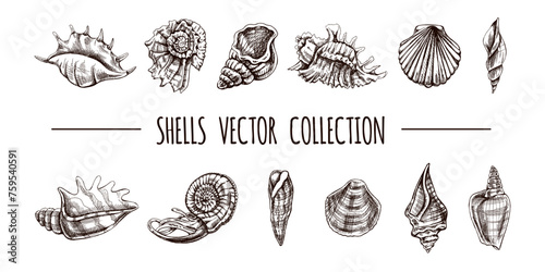 Seashells, ammonite, scallop, nautilus mollusc vector set. Hand-drawn sketch illustration. Collection of realistic sketches of various ocean shells isolated on white background.
