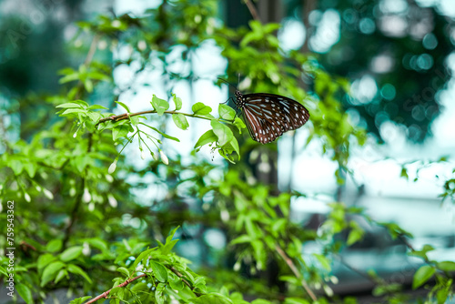 Canvas Print Dark Blue Tiger Butterfly