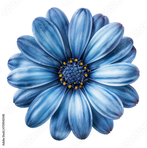 Vibrant blue African daisy flower with dark center, cut out - stock png.
