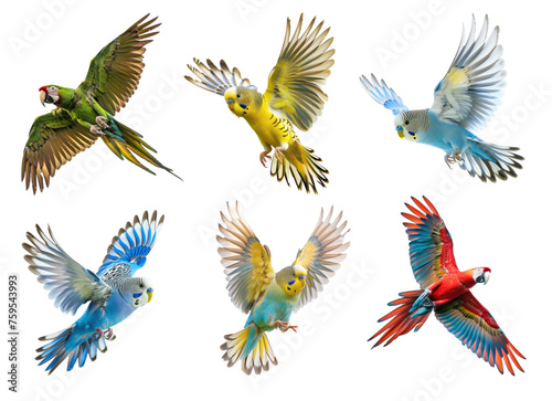 scarlet macaw flying on transparency background PNG