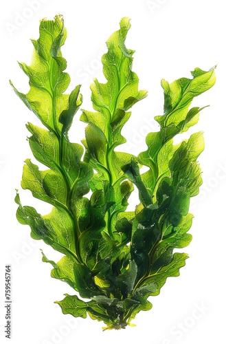 Fresh green sea lettuce algae, cut out - stock png.