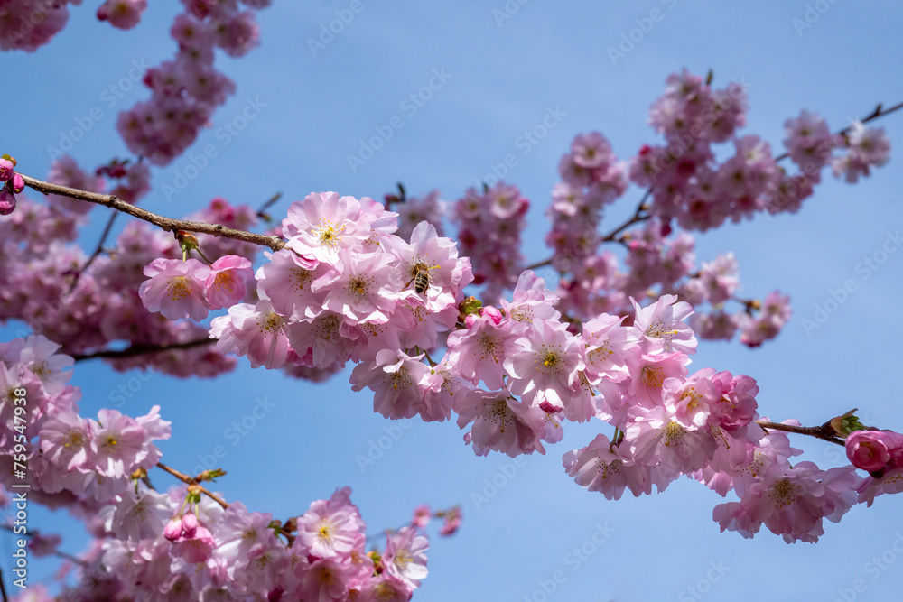 Branch of beautiful pink cherry blossom against a blue sky. The Japanese flowering cherry (Prunus serrulata) is a species of plant in the genus Prunus in the rose family (Rosaceae). Branch of beautiful pink cherry blossom against a blue sky. The Japanese flowering cherry (Prunus serrulata) is a species of plant in the genus Prunus in the rose family (Rosaceae).