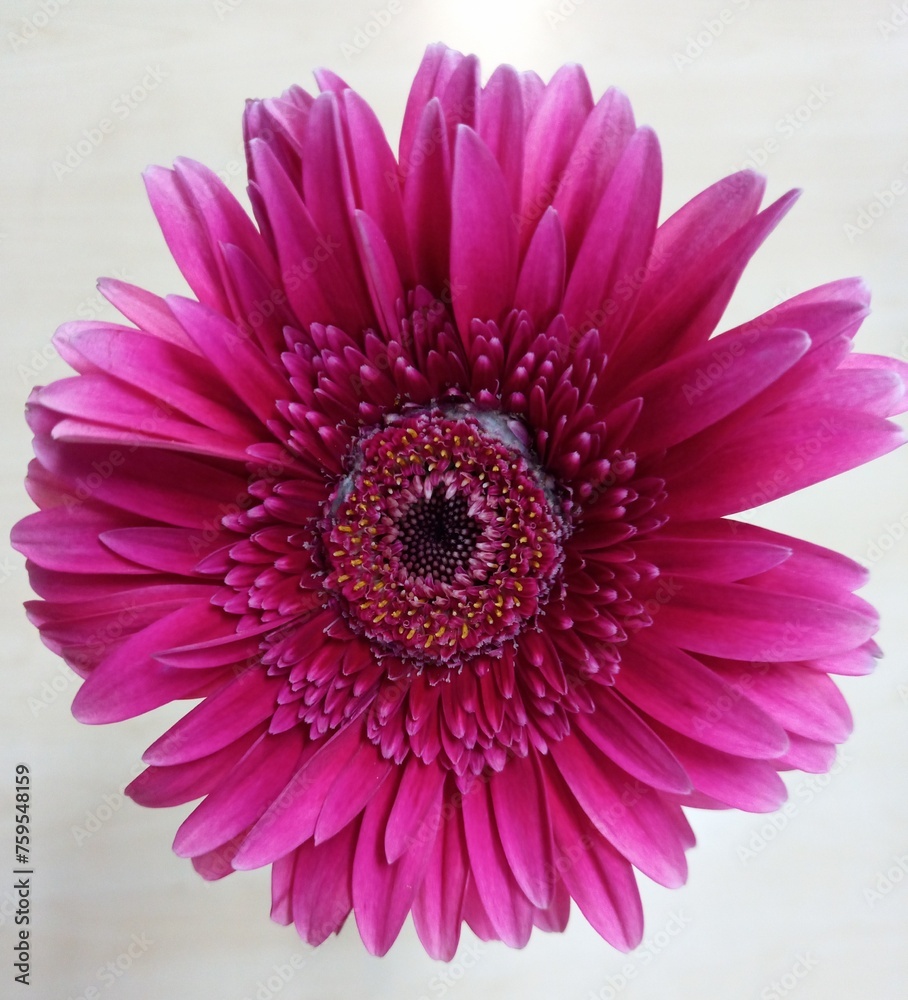 Gerbera Gerbera