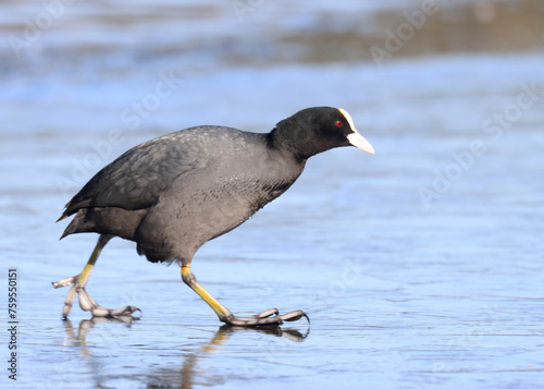 Photography Coot