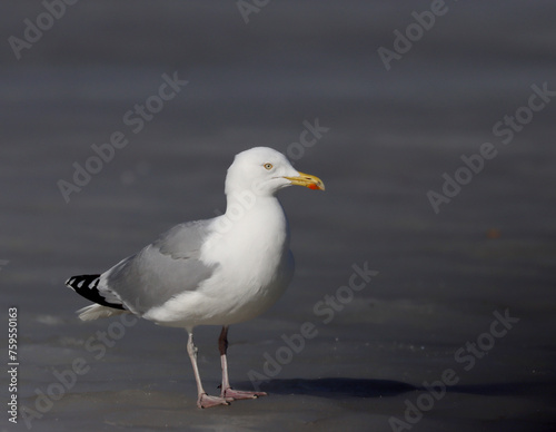 Photography Herring gull