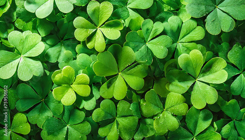 Clover leaves background. St Patrick's day concept. Green leaves background