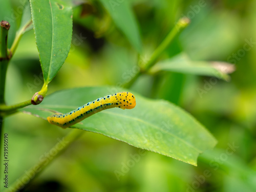 Yellow Black-green Spotted Caterpillar Stretch