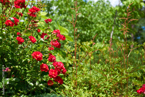 Landscaping, gardening. Red climbing rose bush in a green park