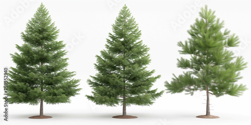 Trees isolated on white