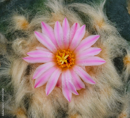 Close up of pink flower of Mammillaria schlegelii