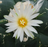 Close up of cactus flower with white petals and yellow pollen